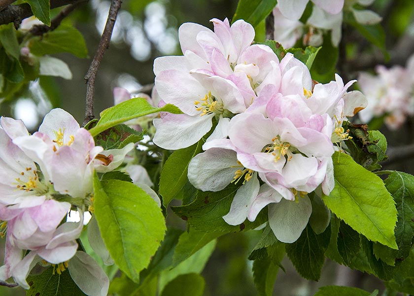 More Apple Blossoms
